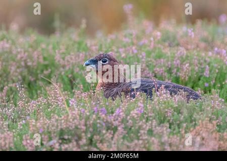 Gallo rosso femminile (Lagopus lagopus scotica) nell'erica, Cairngorms, Scozia Foto Stock