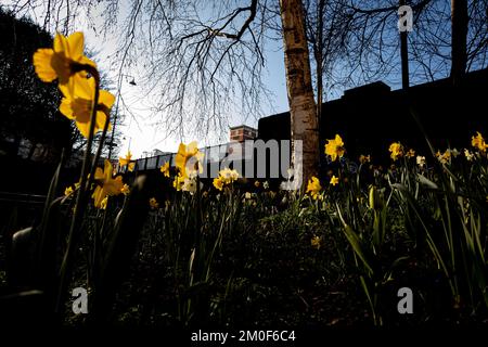 Un bel colpo di fiori di narcisi gialli che crescono nel cortile Foto Stock