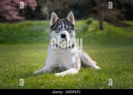 Husky siberiano che si deposita sull'erba in un parco in primavera fiorito Foto Stock