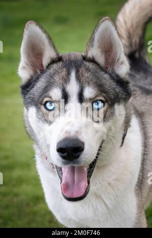 Husky siberiano con occhi blu che guardano direttamente la telecamera con un viso molto felice e una coda simile alla volpe Foto Stock