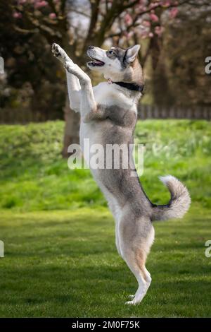 Husky siberiano con gli occhi blu che cammina sulle gambe posteriori in piedi alto Foto Stock