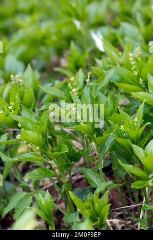 Mercurio del cane (Mercurialis perennis), fiori maschi fiorenti, Germania Foto Stock