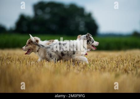 Border cuccioli di collie in uno stubblefield Foto Stock