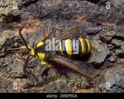 La radica di calabrone di pioppo, la falena di calabrone (aegeria apiformis, Sesia apiformis), siede sulla corteccia, Germania Foto Stock