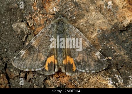 La falena arancione (Archiearis parthenias, Brephos parthenias), siede sulla corteccia, Germania Foto Stock