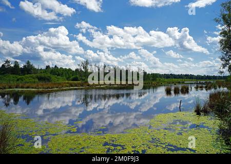 Schwenninger Moos, sede del Neckar, Germania, Baden-Wuerttemberg, Villingen-Schwenningen Foto Stock