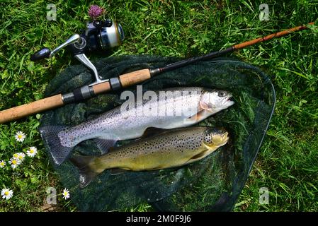 Trota arcobaleno (Oncorhynchus mykiss, Salmo gairdneri), trota arcobaleno appena pescata con trota marrone dal lago Lauchert, pesca a mosca, Germania, Foto Stock