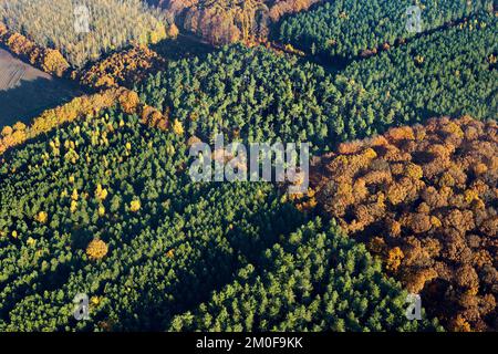 Foresta mista in Averbode Bos en Heide, foto aerea, Belgio, Vlaams-Brabant, Averbode Bos en Heide, Averbode Foto Stock