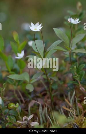 Chickweed wintergreen (Trientalis europaea), fioritura, Svezia Foto Stock