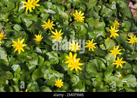 Lesser celandine, fig-burro di radice-cup (Ranunculus ficaria, Ficaria verna), fioritura, Germania Foto Stock