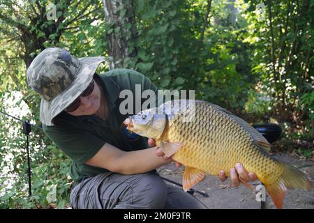 Carpa, carpa comune, carpa europea (Cyprinus carpio), carpa di scala appena pescato in Enz, è presentato, Germania, Baden-Wuerttemberg Foto Stock