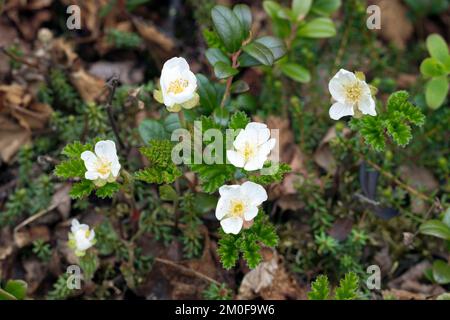 Bacche di mela al forno, bacche nuvoloso (Rubus chamaemorus), fioritura, Svezia Foto Stock