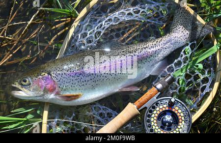 Trota arcobaleno (Oncorhynchus mykiss, Salmo gairdneri), trota arcobaleno appena pescata dal Danubio, pesca a mosca, Germania, Baden-Wuerttemberg Foto Stock