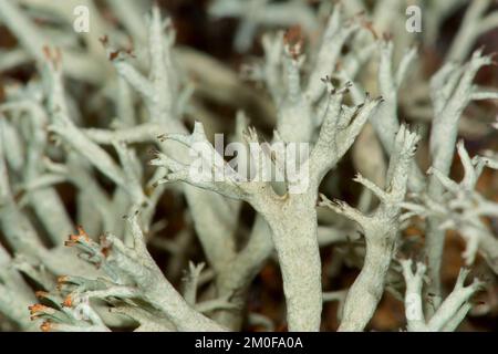 Lichen di renna, Moss di renna (Cladonia rangiferina), macrofone, Germania Foto Stock