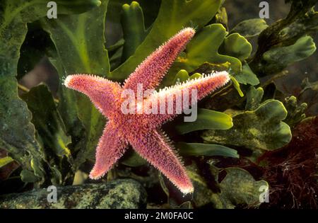 Stella marina comune, comune europeo di mare (Asterias rubens), in una pianta subacquea, vista dall'alto Foto Stock