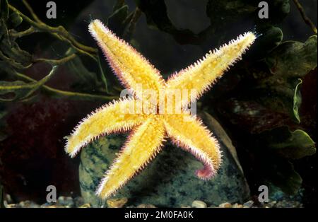 Stelle marine comuni, comune marea europea (Asterias rubens), lato inferiore con apertura della bocca Foto Stock