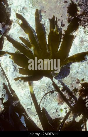 Girdle di mare, kelp di remo (Laminaria digitata), foglia su una pietra, Germania Foto Stock