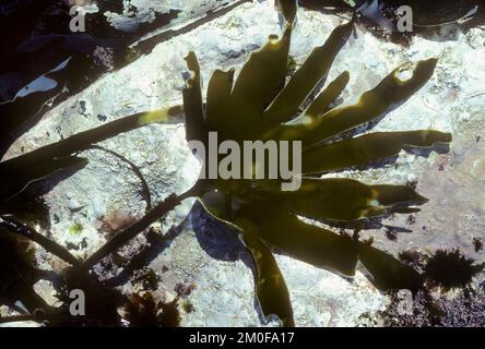 Girdle di mare, kelp di remo (Laminaria digitata), foglia su una pietra, Germania Foto Stock