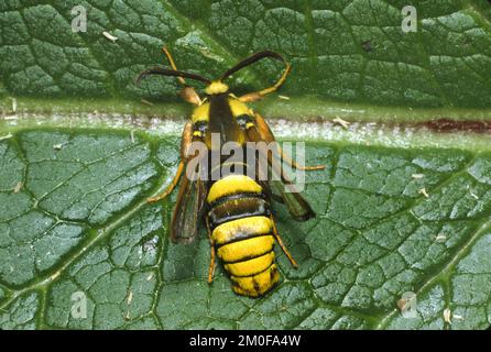 Radica di calabrone di pioppo, falena di calabrone (aegeria apiformis, Sesia apiformis), siede su una foglia, Germania Foto Stock