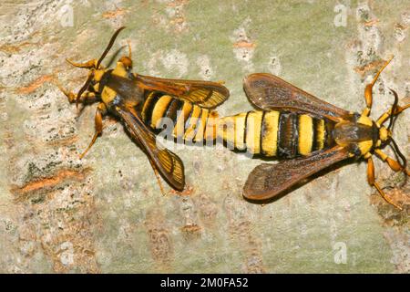 Radica di calabrone di pioppo, falena di calabrone (aegeria apiformis, Sesia apiformis), accoppiamento, Germania Foto Stock