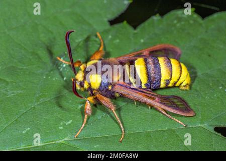 Radica di calabrone di pioppo, falena di calabrone (aegeria apiformis, Sesia apiformis), siede su una foglia, Germania Foto Stock