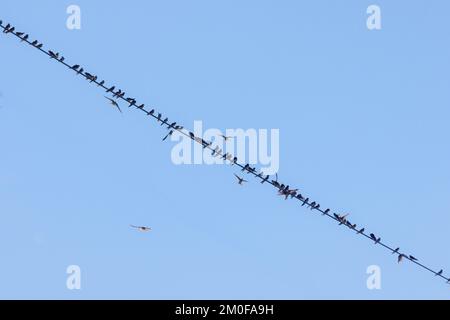 Sabbia martin (Riparia riparia), grande gregge su una linea elettrica, uccelli migratori, Germania, Baviera Foto Stock