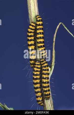 Cinabro (Tyria jacobaeae, Thyria jacobaeae, Hipocrita jacobaeae), pilastri su un gambo, Germania Foto Stock