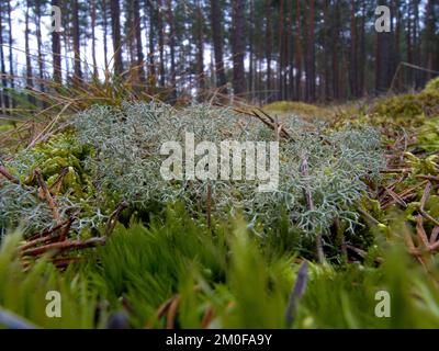 Lichen di renna, Moss di renna (Cladonia rangiferina), che cresce sul terreno forestale, Germania Foto Stock