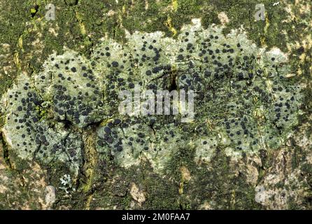 Lichen (Lecidella elaeochroma), lichen su corteccia, Germania Foto Stock