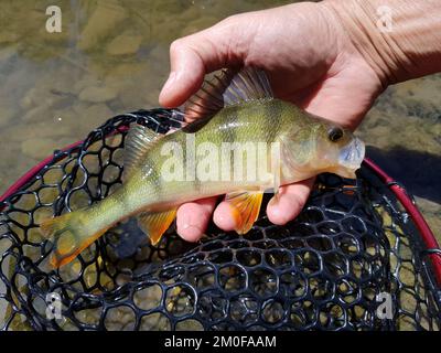 Perch comune, perch redfin, redfin grande, perch inglese, perch euro, Pesce persico eurasiatico, pesce persico eurasiatico, fiocco, pesce balsamico dei poveri (Perca Foto Stock