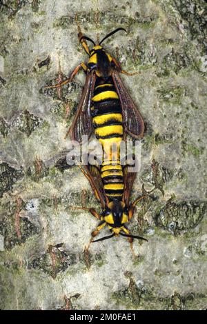 Radica di calabrone di pioppo, falena di calabrone (aegeria apiformis, Sesia apiformis), accoppiamento, Germania Foto Stock