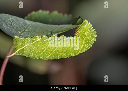 Pioppo Hawk-moth, Pioppo Hawkmoth (Laothoe populi, Sphinx populi), caterpillar, Germania Foto Stock
