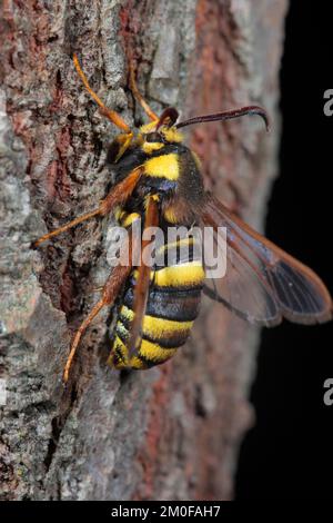 La radica di calabrone di pioppo, la falena di calabrone (aegeria apiformis, Sesia apiformis), siede sulla corteccia, Germania Foto Stock