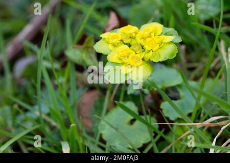 Alternate-lasciava golden-sassifraga (Chrysosplenium alternifolium), fioritura, Germania Foto Stock