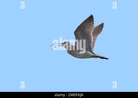 Whimbrel (Numenius phaeopus), in volo, vista laterale, Svezia Foto Stock