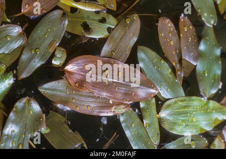 Pondweed a foglia larga, pondweed a foglia larga (Potamogeton natans), foglie, Germania Foto Stock