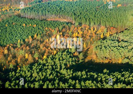 Foresta mista in Averbode Bos en Heide, foto aerea, Belgio, Vlaams-Brabant, Averbode Bos en Heide, Averbode Foto Stock