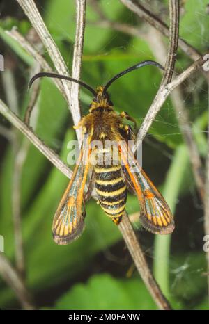 La radica a sei cinghie (Bembecia ichneumoniformis, Sesia ichneumoniformes, Dipsosphecia ichneumoniformis), siede su un gambo, Germania Foto Stock