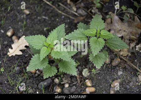 Ortica comune, ortica pungente, foglia di ortica, ortica, zenzero (Urtica dioica), Due ortiche, Germania Foto Stock