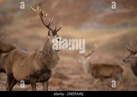 Red Stag guardia in piedi nei cairngorms Foto Stock