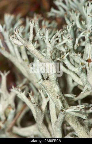 Lichen di renna, Moss di renna (Cladonia rangiferina), macrofone, Germania Foto Stock