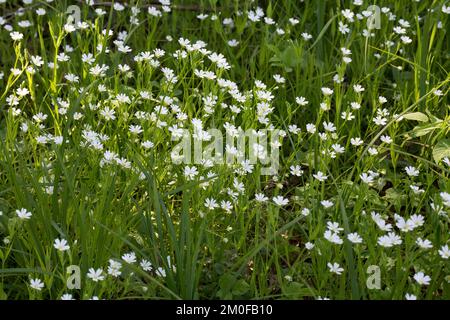 Easterbell starwort, maggiore stitchwort (Stellaria holostea), fioritura, Germania Foto Stock