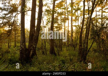 Bayou Coquille mattina passeggiate Trail Foto Stock