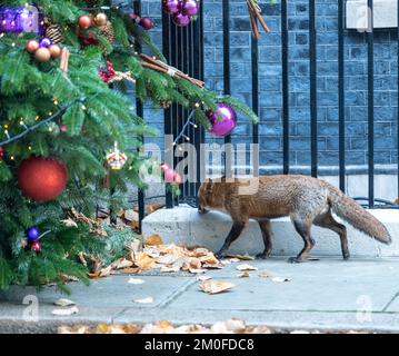 Londra, Regno Unito. 06th Dec, 2022. fox a 10 Downing Street Londra. Credit: Ian Davidson/Alamy Live News Foto Stock