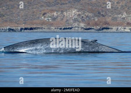 la balena blu a loreto baja california sur mexico minacciò il più grande animale del mondo Foto Stock