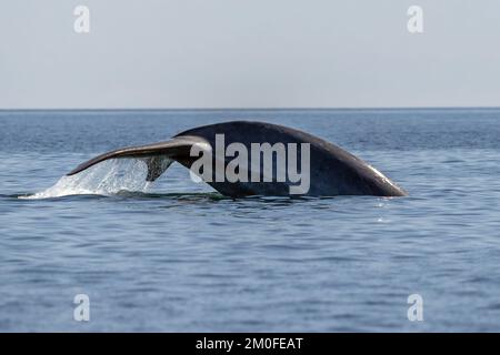 la balena blu a loreto baja california sur mexico minacciò il più grande animale del mondo Foto Stock