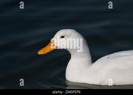 Primo piano di una bella anatra bianca che nuota nel lago. Foto Stock