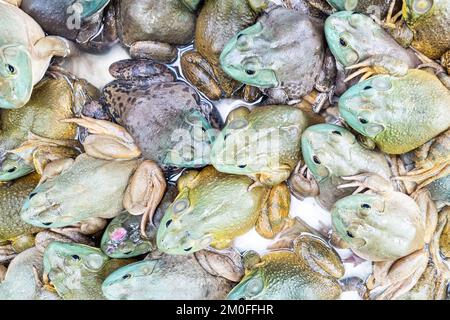 Rane dal vivo o sa come pollo da campo nel ristorante pronto per essere servito come prelibatezza in cucina cinese Foto Stock