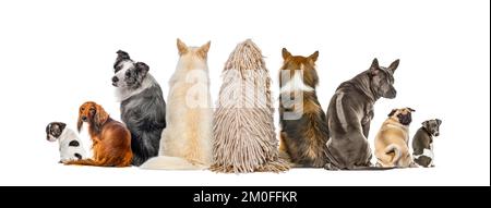 Vista posteriore di un gruppo di cani che guardano in alto, isolato su bianco Foto Stock