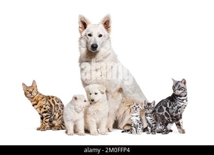 Seduto Berger Blanc Suisse cane e gatto bengala, adulti, gattino e cucciolo, isolato su bianco Foto Stock